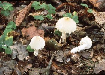 Wollstiel-Schirmling (Lepiota clypeolaria) - © Helmut  Pidlich-Aigner